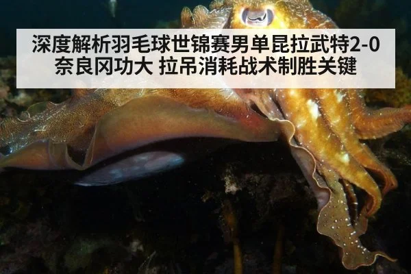 深度解析羽毛球世锦赛男单昆拉武特2-0奈良冈功大 拉吊消耗战术制胜关键